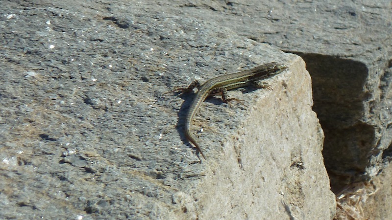 Lizard 4.JPG